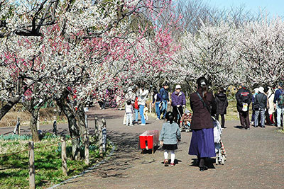 Kyodo no Mori Plum Festival